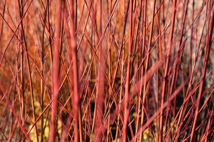 Cornus sericea 'Cardinal' (Redtwig Dogwood)